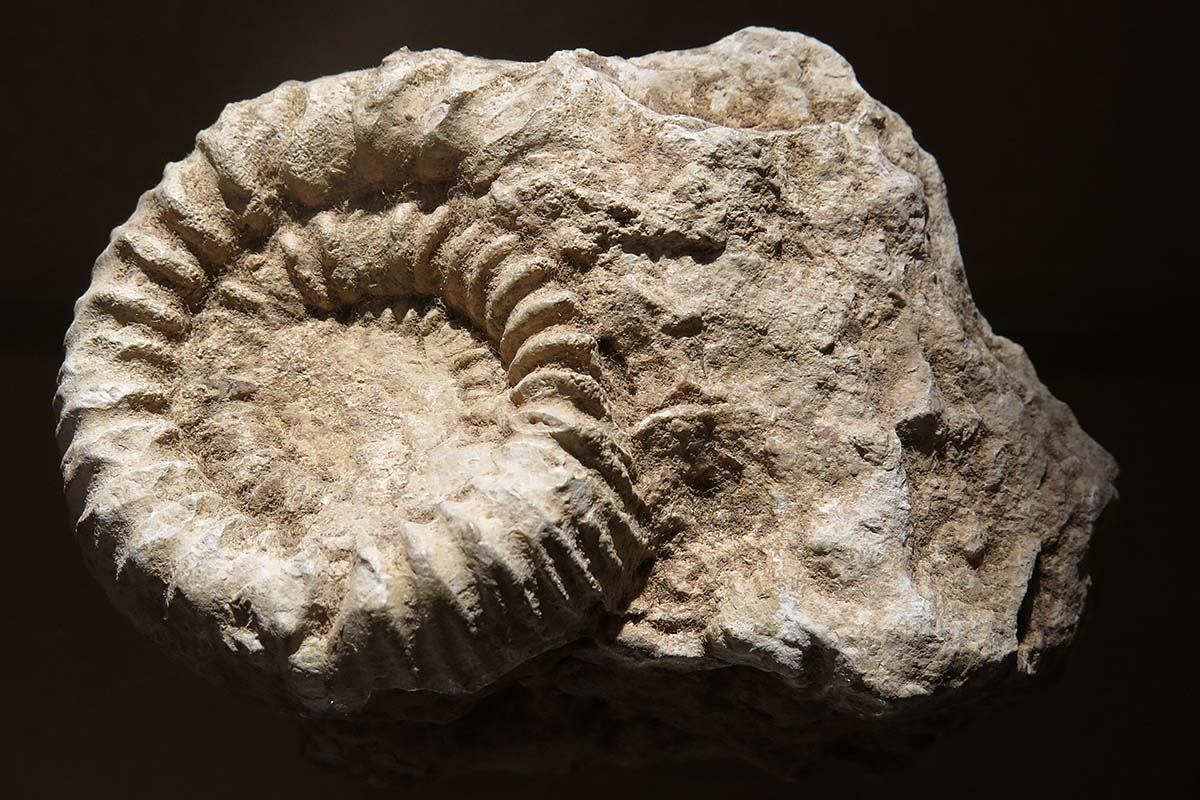 Exogyra virgula, petite huître fossilisée