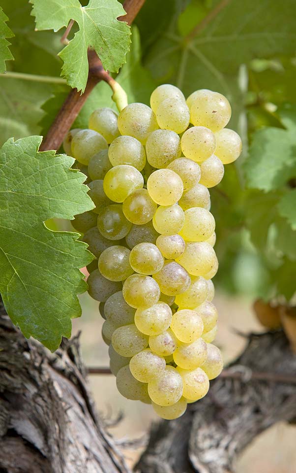 Viognier