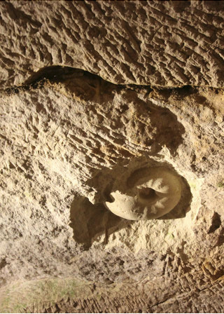 Ammonite vieux de 90 Mia d'ans